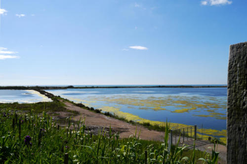 RIVAGES - Ile de Maguelone - Hérault - avril 2013